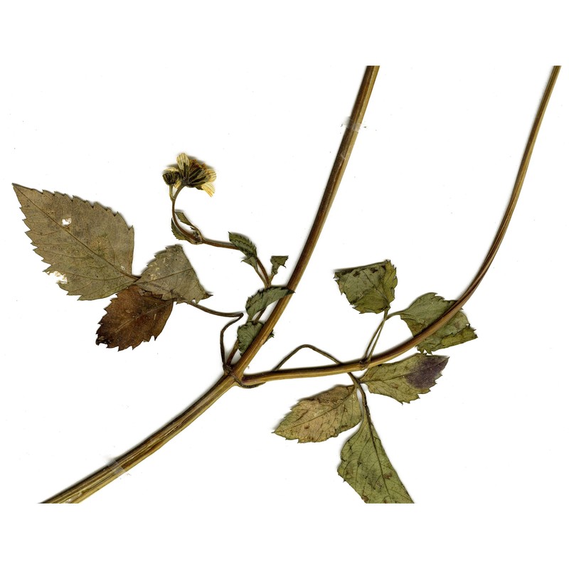 bidens aurea (aiton) sherff