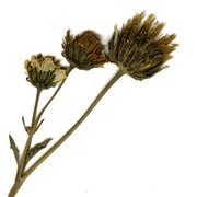 bidens aurea (aiton) sherff