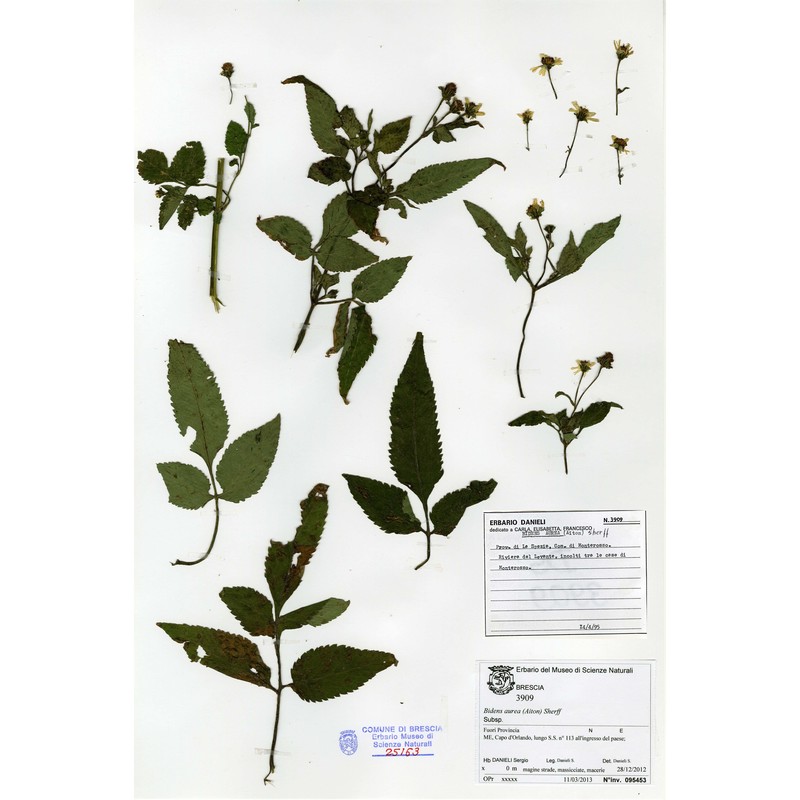 bidens aurea (aiton) sherff