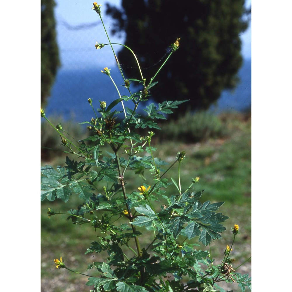 bidens bipinnata l.