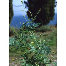 bidens bipinnata l.