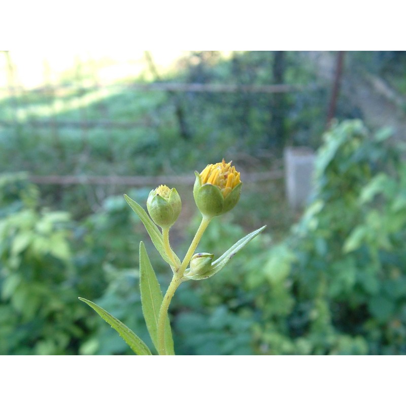 bidens cernua l.