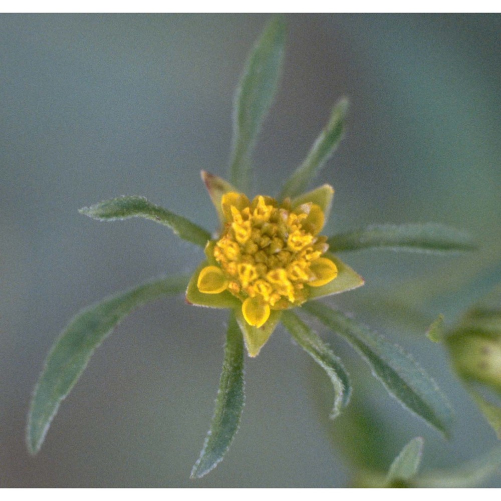 bidens frondosa l.