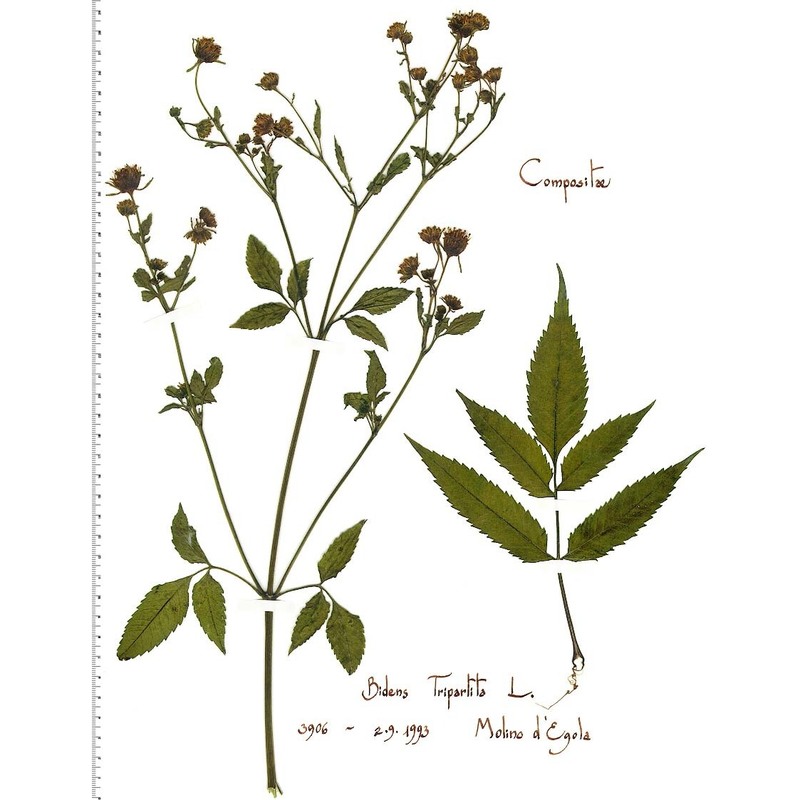 bidens frondosa l.