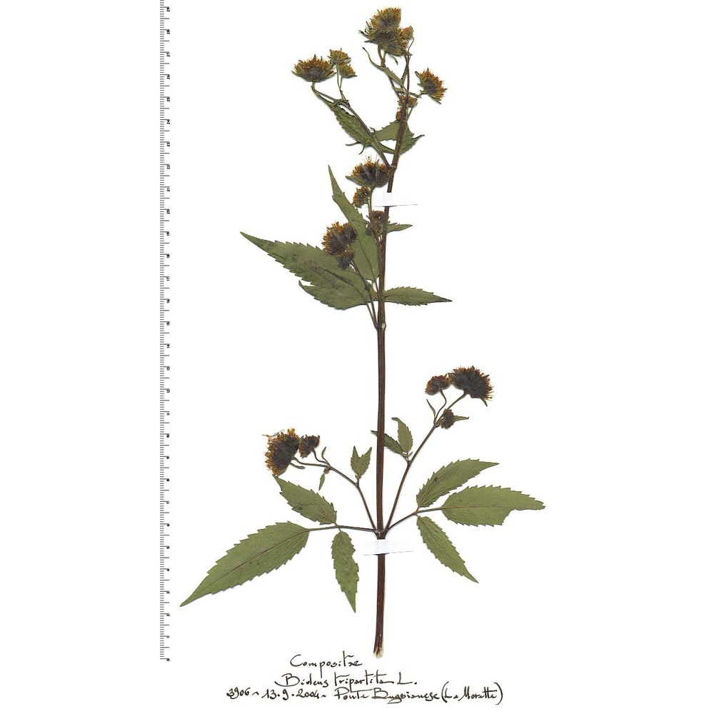 bidens frondosa l.