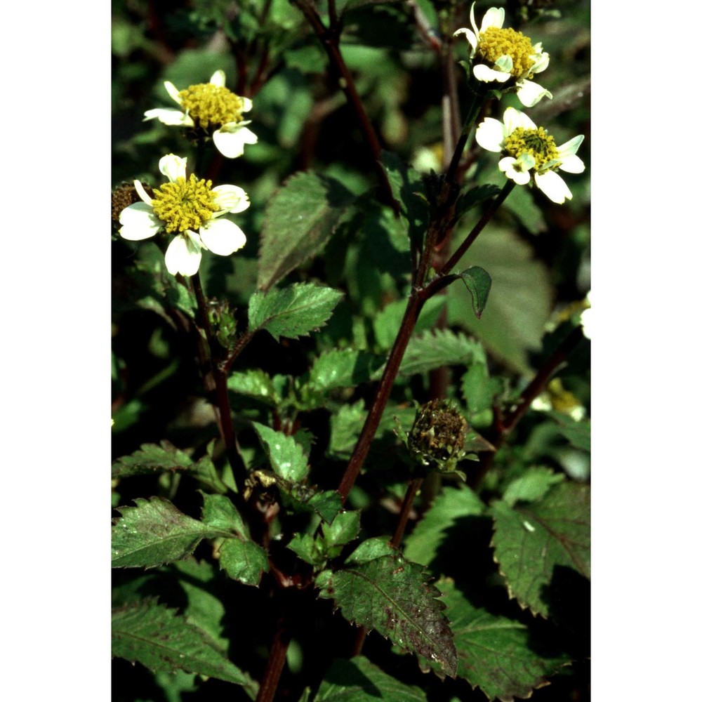 bidens pilosa l.