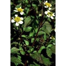 bidens pilosa l.