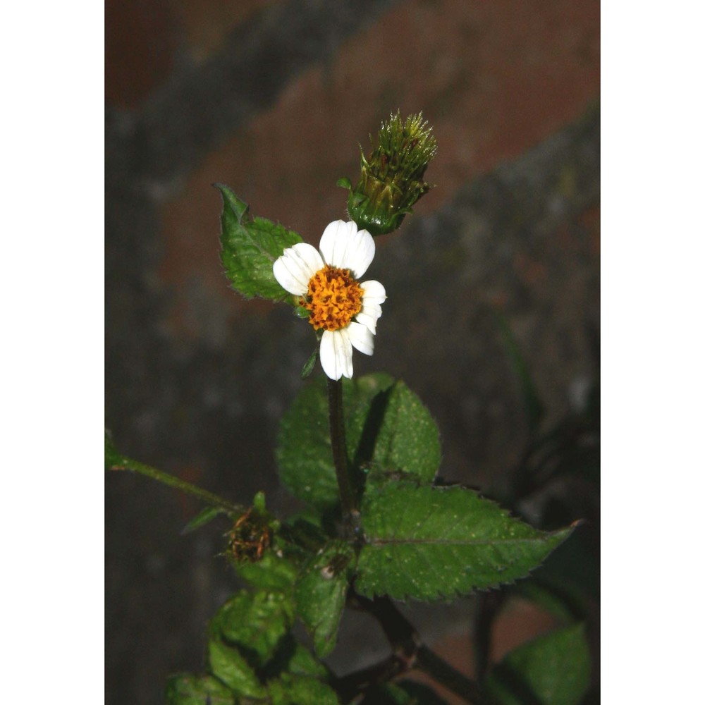 bidens pilosa l.