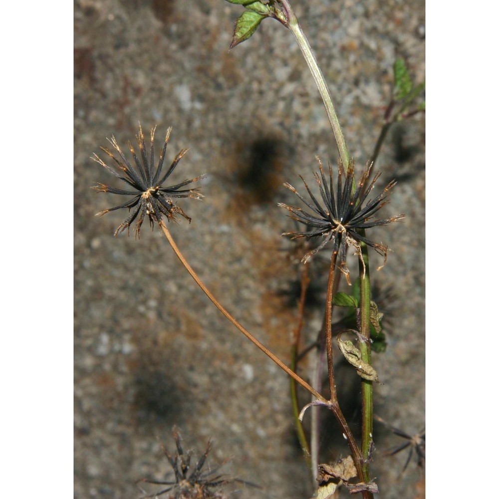 bidens pilosa l.