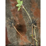 bidens pilosa l.