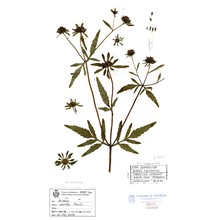 bidens radiata thuill.