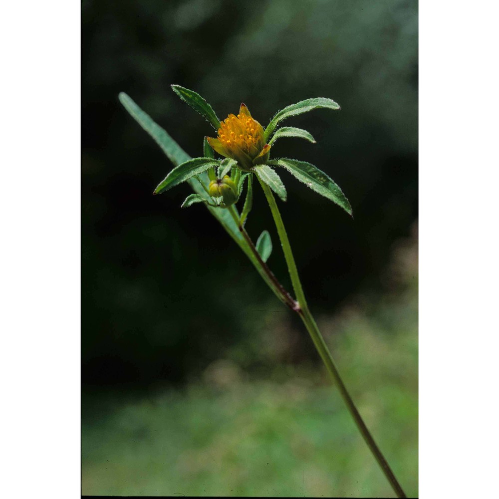 bidens tripartita l.