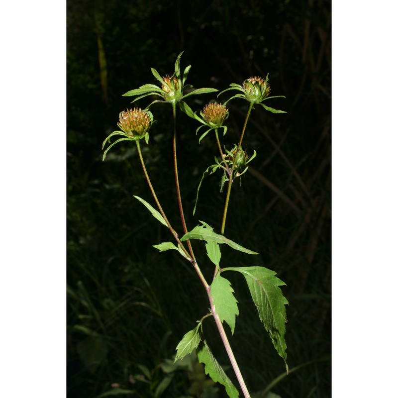 bidens tripartita l.