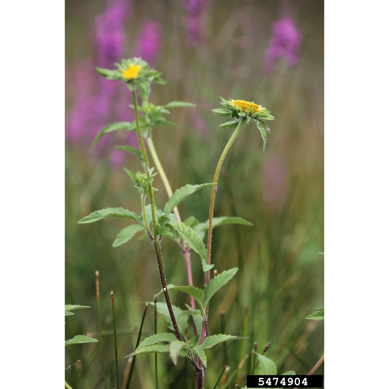 bidens vulgata greene