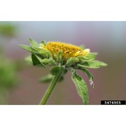 bidens vulgata greene