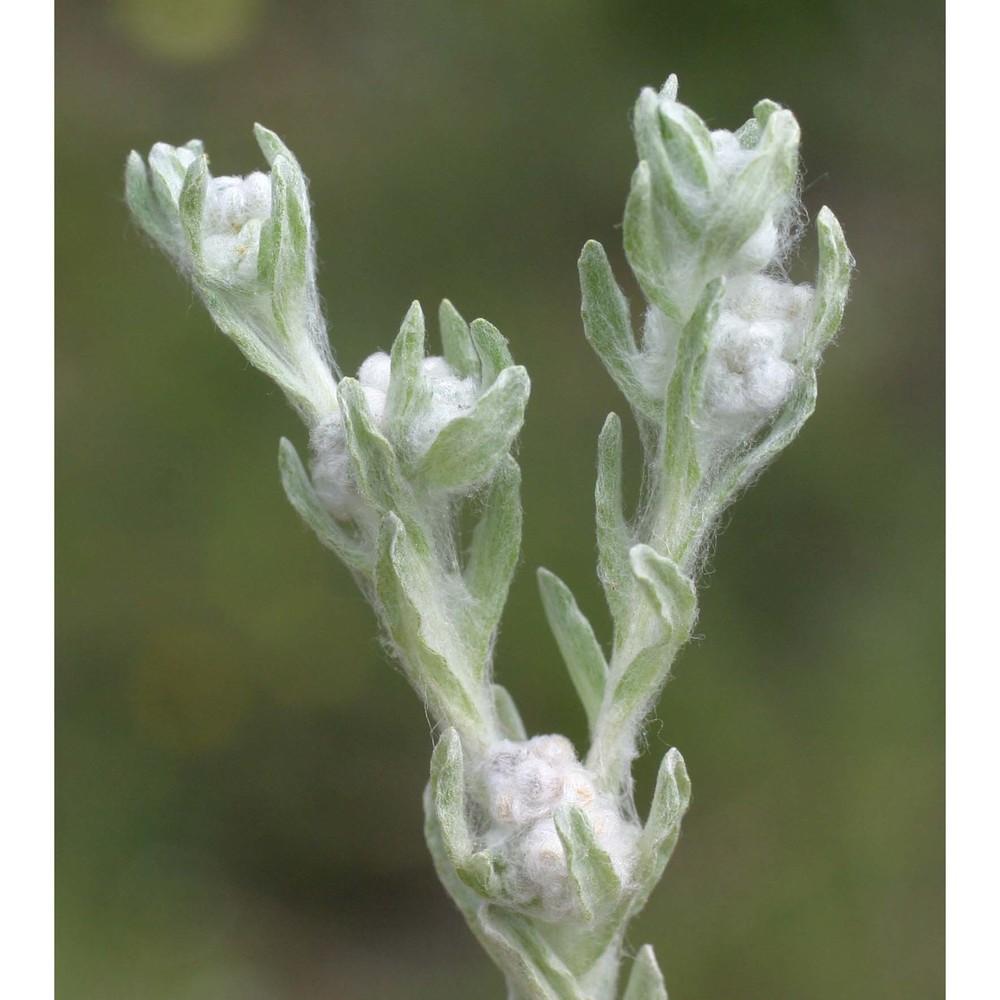 bombycilaena erecta (l.) smoljan.