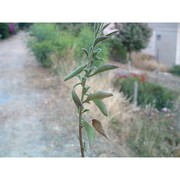 buphthalmum inuloides moris