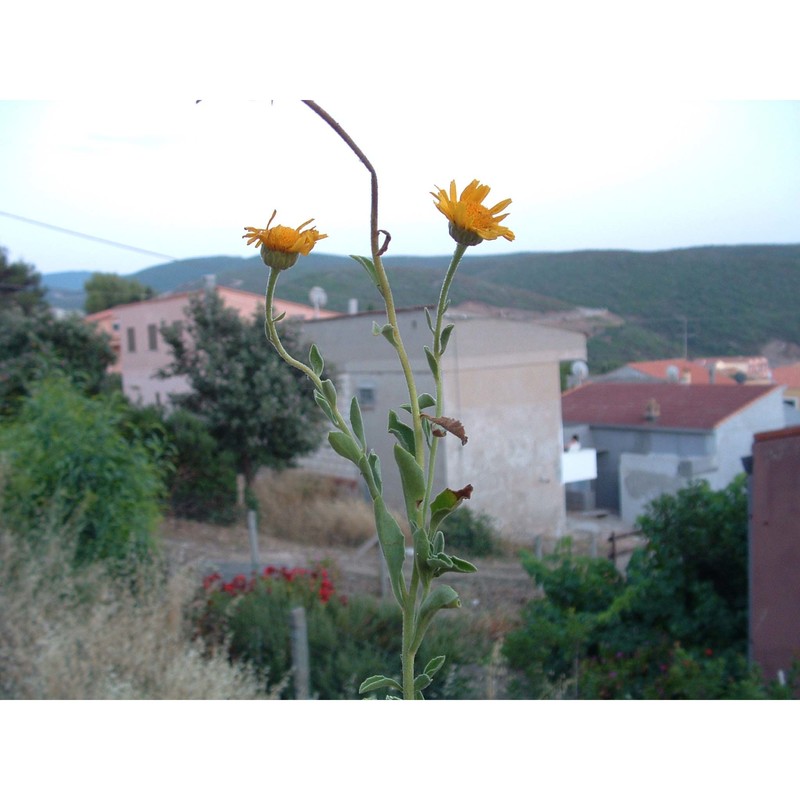 buphthalmum inuloides moris