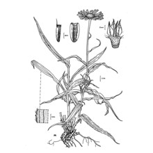 buphthalmum salicifolium l.