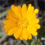 calendula arvensis (vaill.) l.