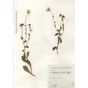 calendula arvensis (vaill.) l.
