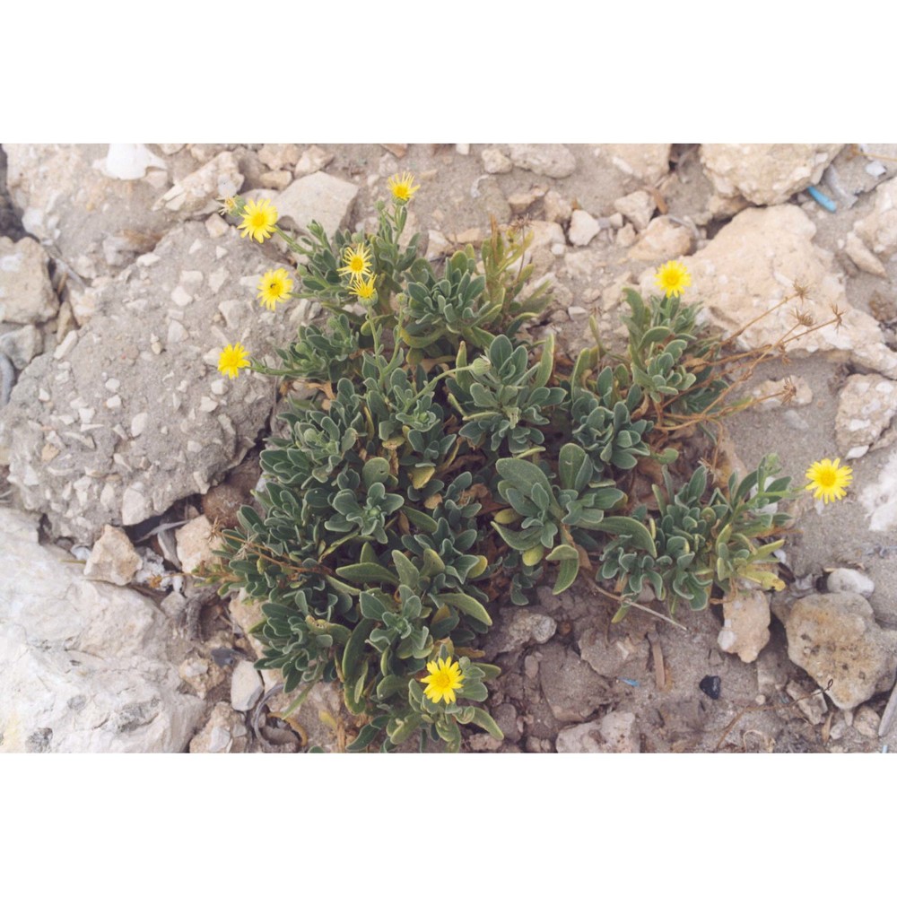 calendula incana willd. subsp. maritima (guss.) ohle