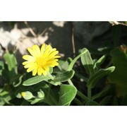 calendula incana willd. subsp. maritima (guss.) ohle