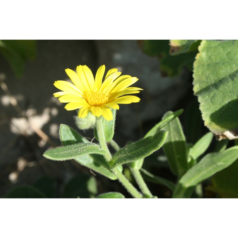 calendula incana willd. subsp. maritima (guss.) ohle