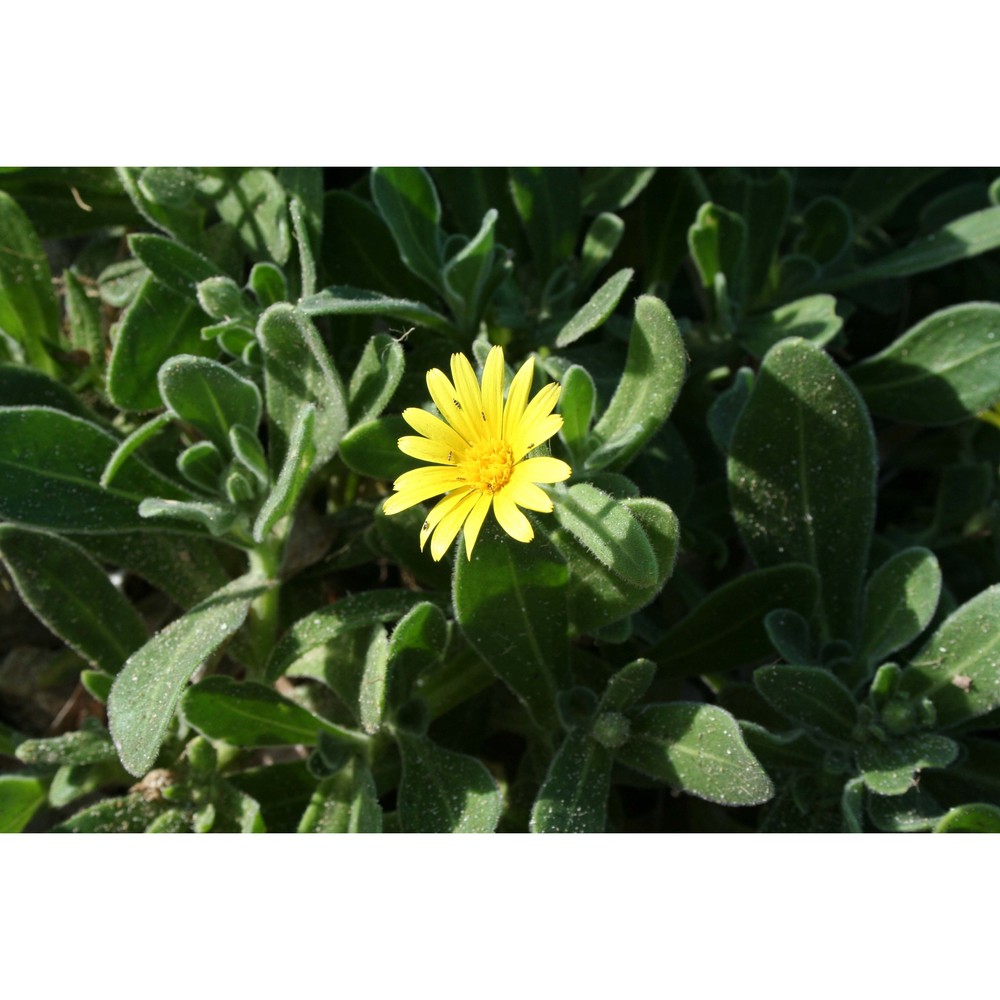 calendula incana willd. subsp. maritima (guss.) ohle