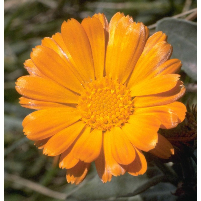 calendula officinalis l.