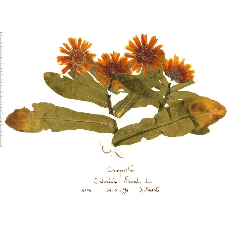 calendula officinalis l.