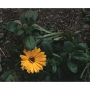 calendula officinalis l.