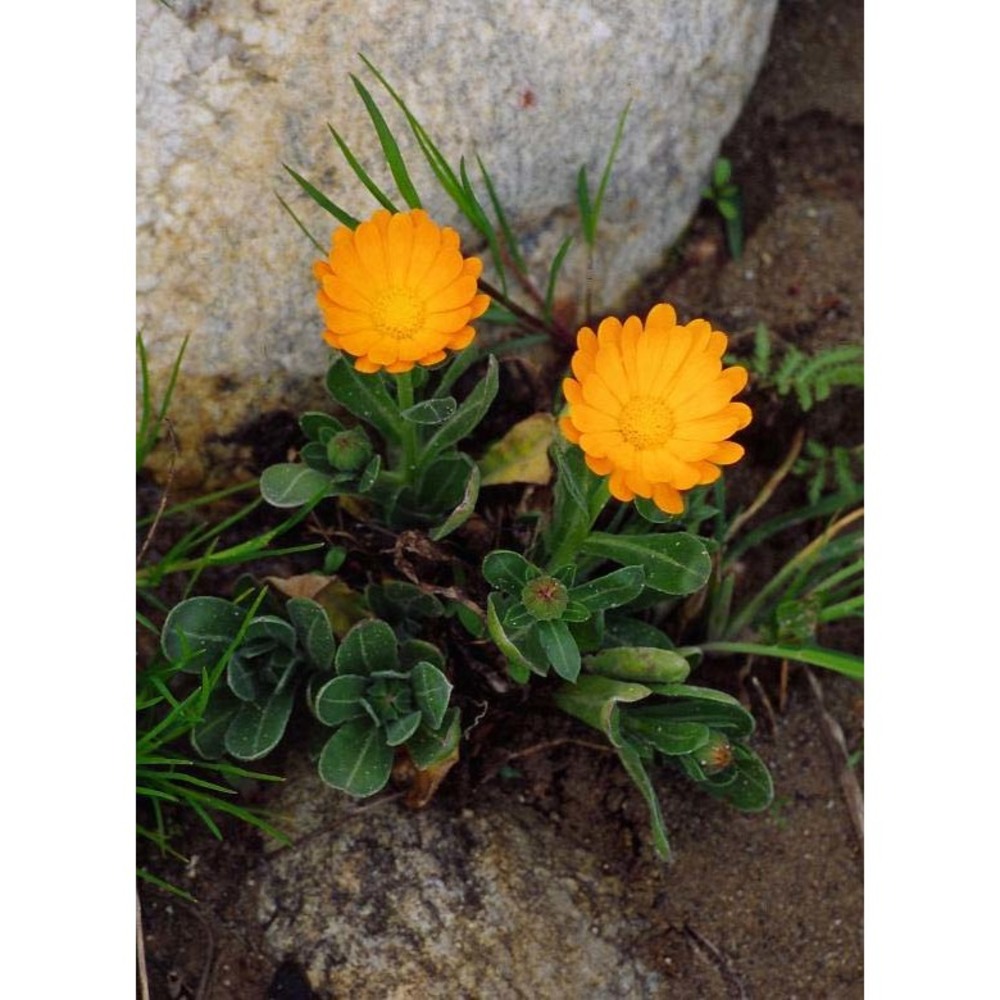 calendula officinalis l.