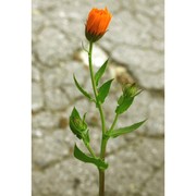 calendula suffruticosa vahl subsp. fulgida (raf.) guadagno