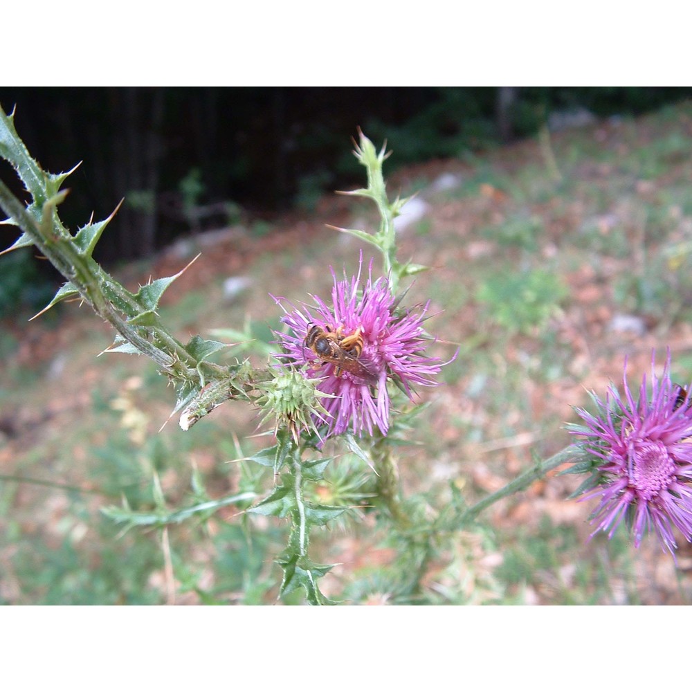 carduus acicularis bertol.