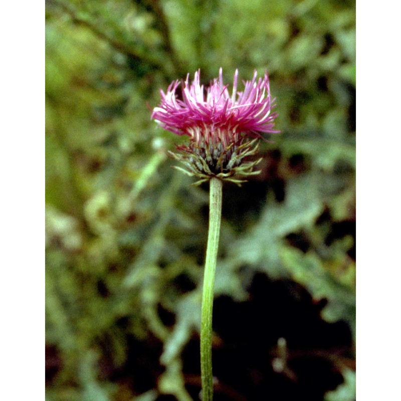 carduus carlinifolius lam.