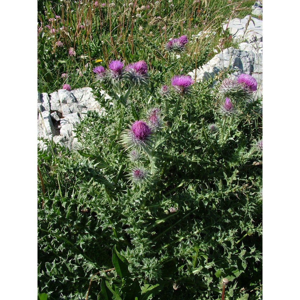 carduus chrysacanthus ten.