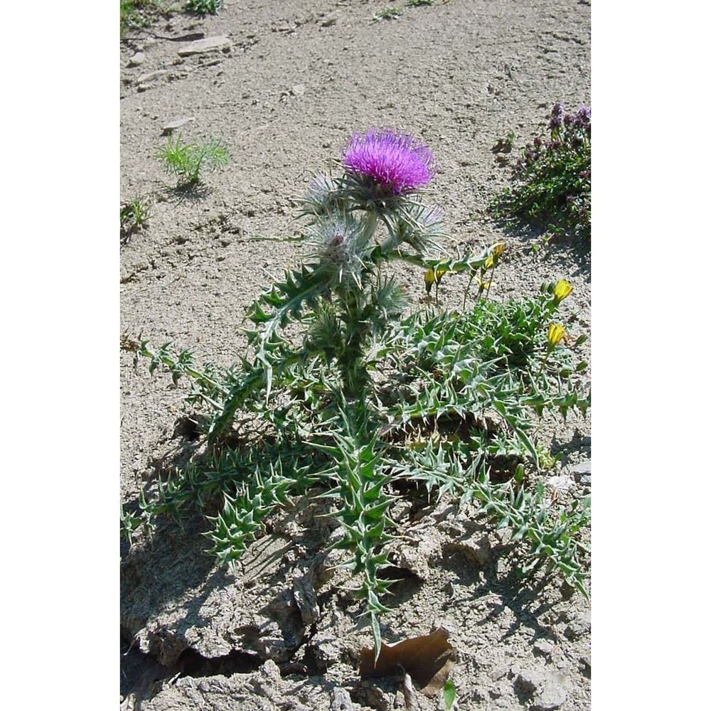 carduus chrysacanthus ten.