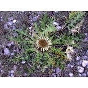 carlina acanthifolia all. subsp. acanthifolia