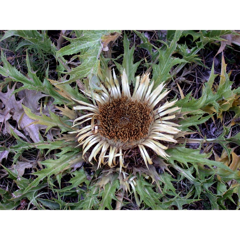 carlina acanthifolia all. subsp. acanthifolia