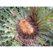 carlina acanthifolia all. subsp. acanthifolia