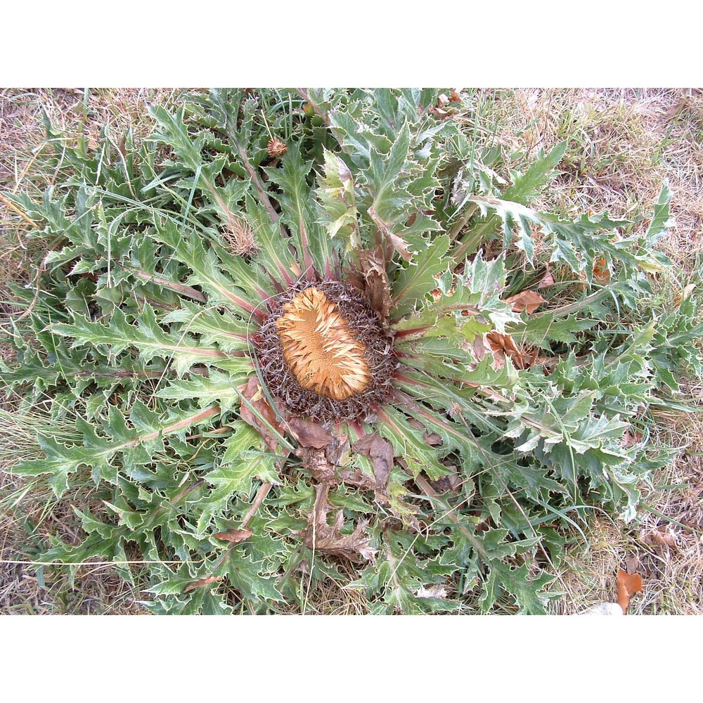 carlina acanthifolia all. subsp. acanthifolia