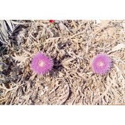 carlina gummifera (l.) less.