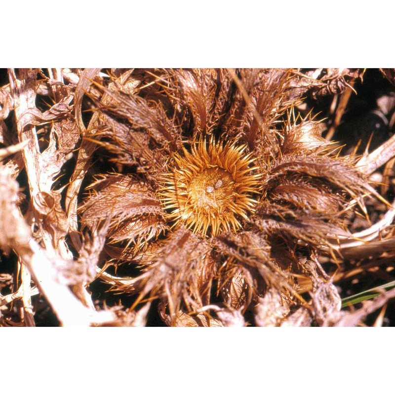 carlina gummifera (l.) less.