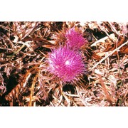 carlina gummifera (l.) less.