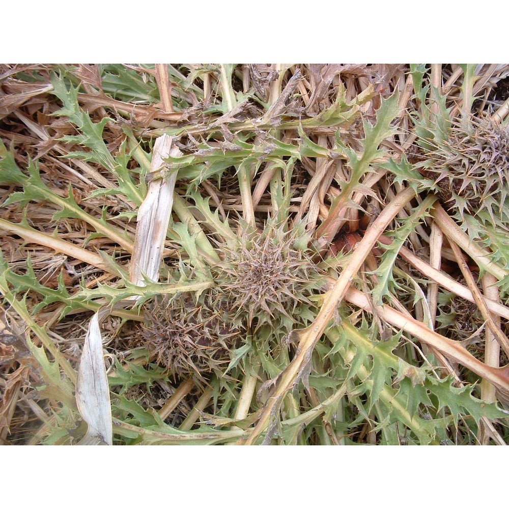 carlina gummifera (l.) less.