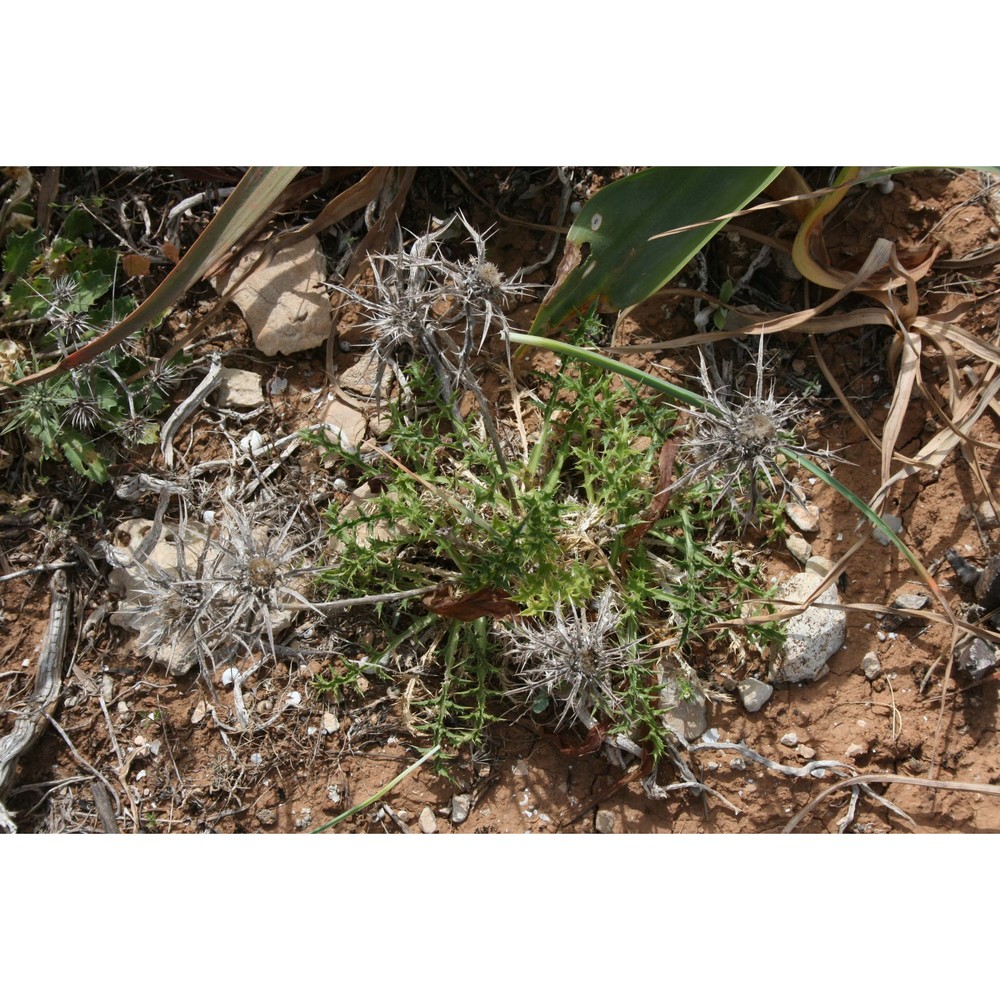 carlina involucrata poir.