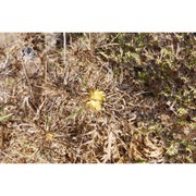 carlina involucrata poir.