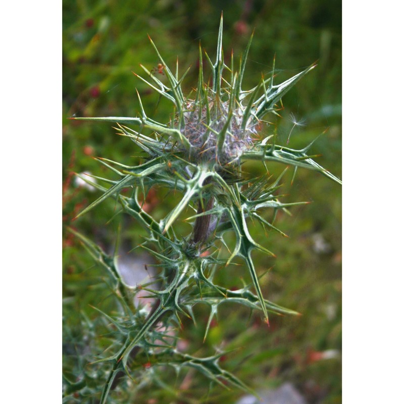 carlina macrocephala moris