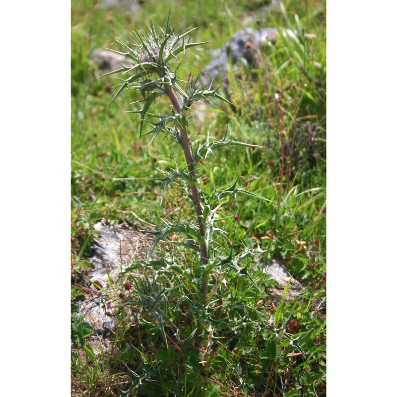 carlina macrocephala moris